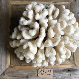 Coral cluster