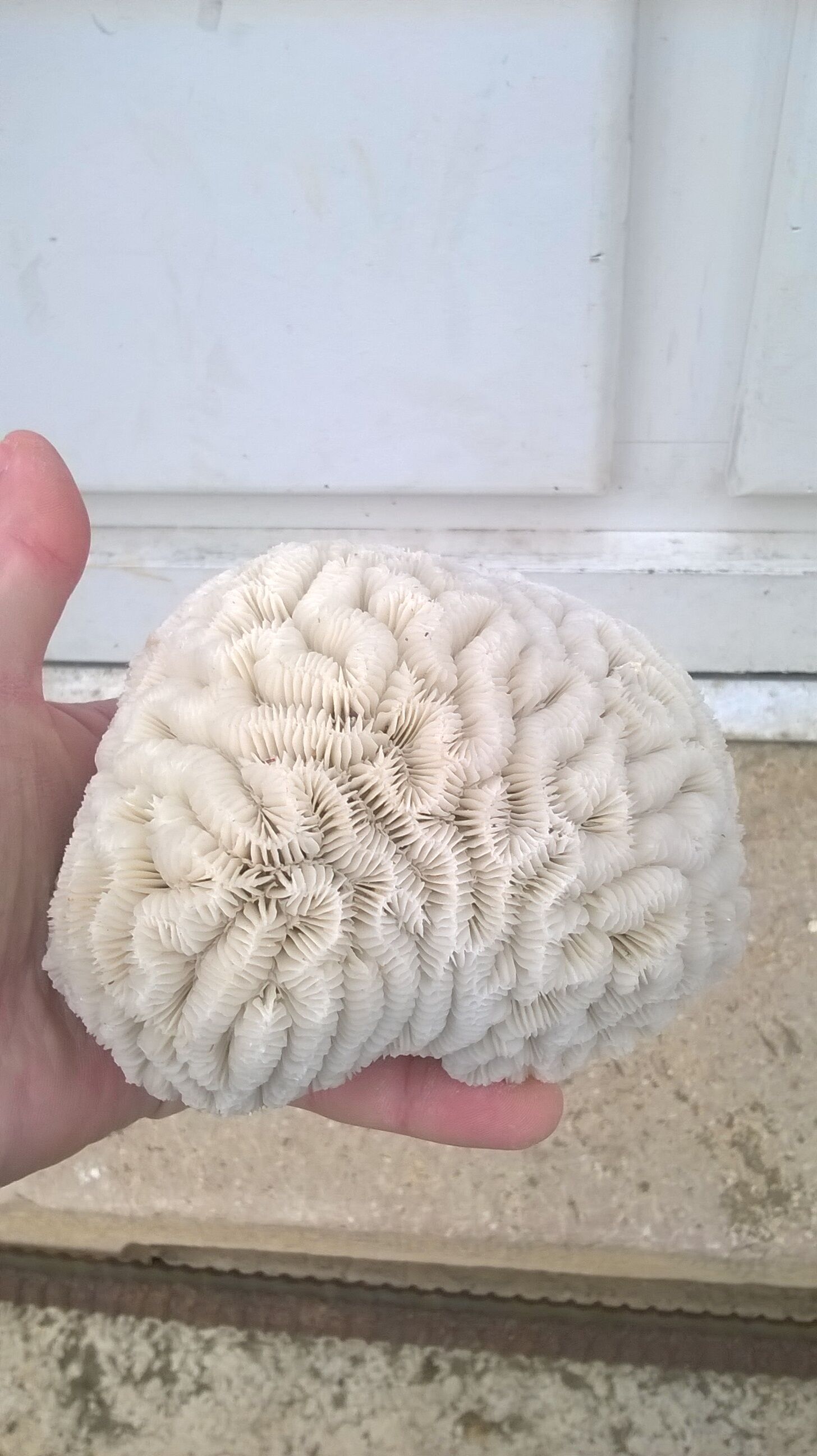 White brain coral