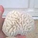 Corail blanc cerveau