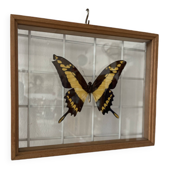Entomological frame with stuffed butterfly