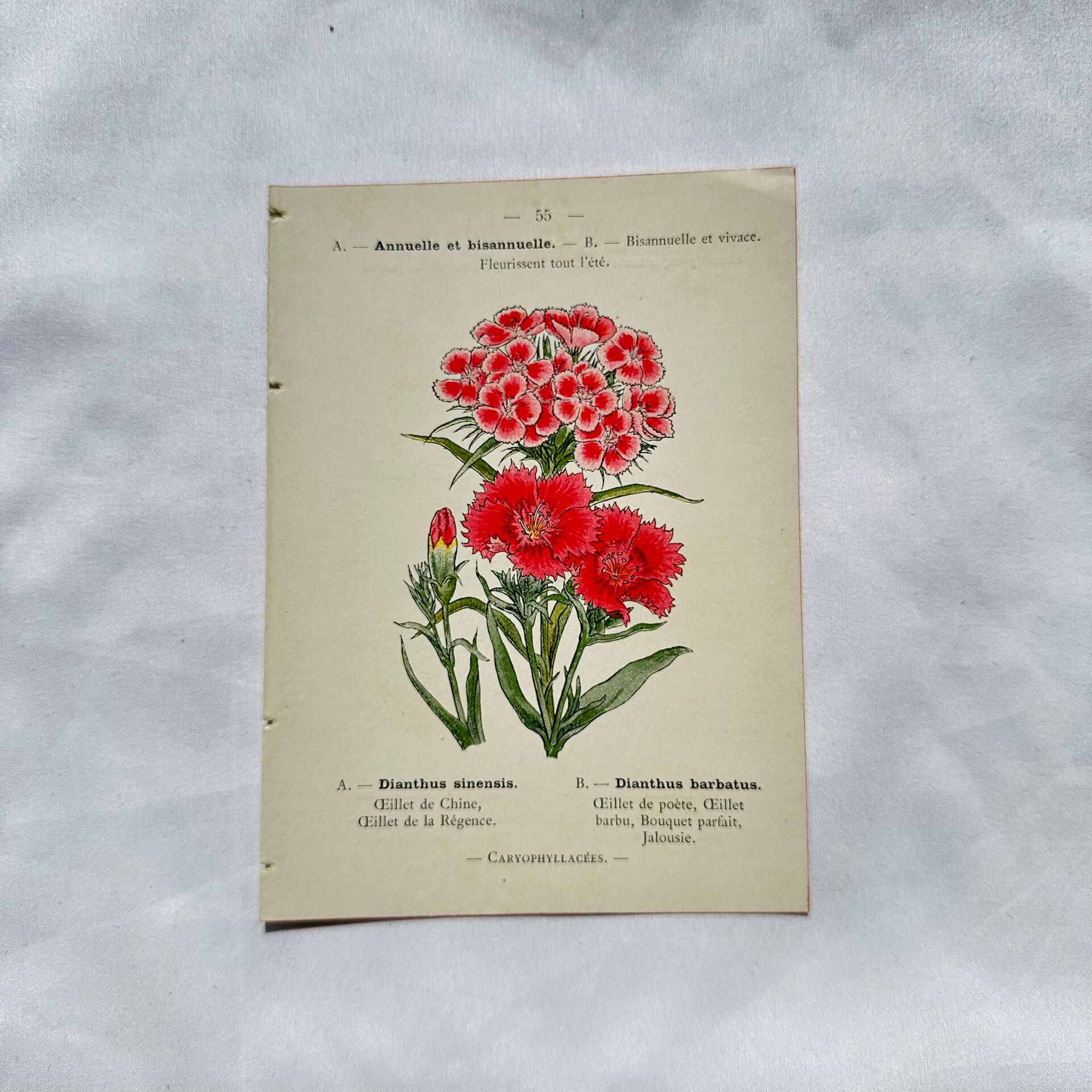 Botanical engraving naturalist work 1800 scientific publication