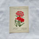 Botanical engraving naturalist work 1800 scientific publication
