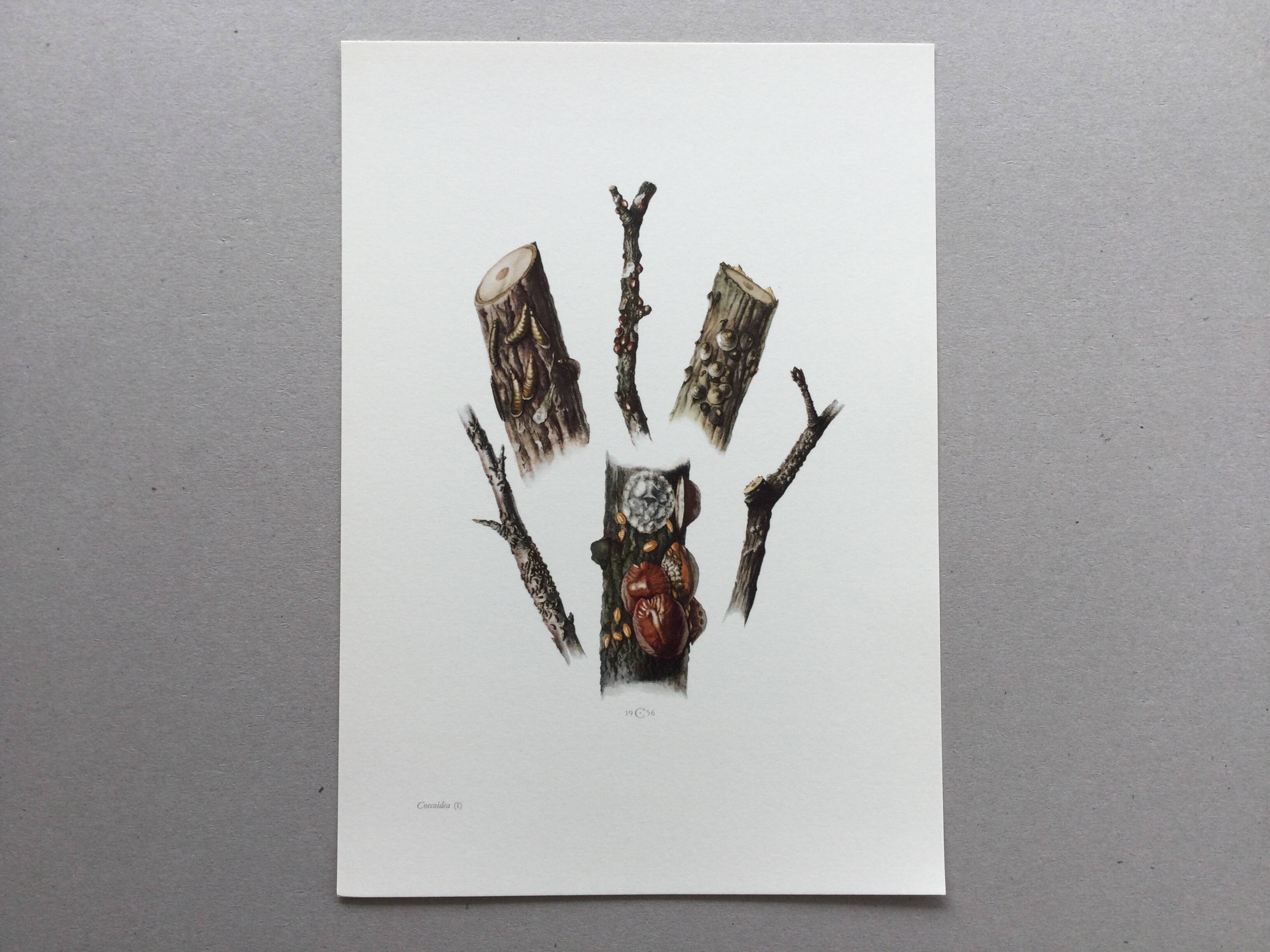 Antique illustration "insects", Vintage print, Cochineal, 1960s