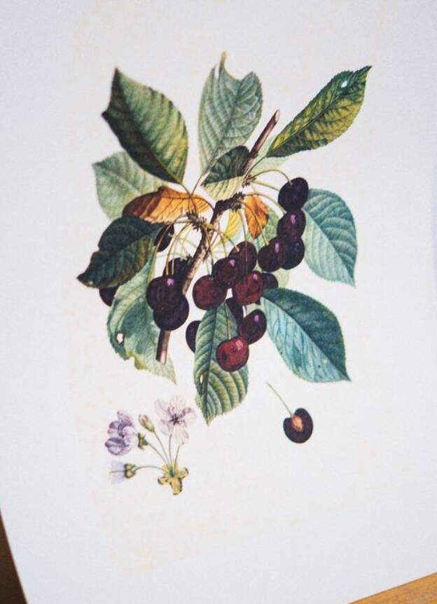 Vintage Botanical Engraving – Cherries, Arti Grafiche Ricordi