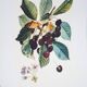 Vintage Botanical Engraving – Cherries, Arti Grafiche Ricordi