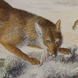 Original zoological plate " wolf & fox " - buffon 1938