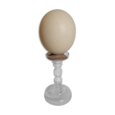 Oeuf d'autruche