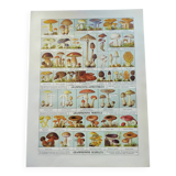 Old engraving from 1920 - Mushrooms - Original plate - mycology