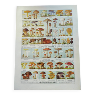 Old engraving from 1920 - Mushrooms - Original plate - mycology