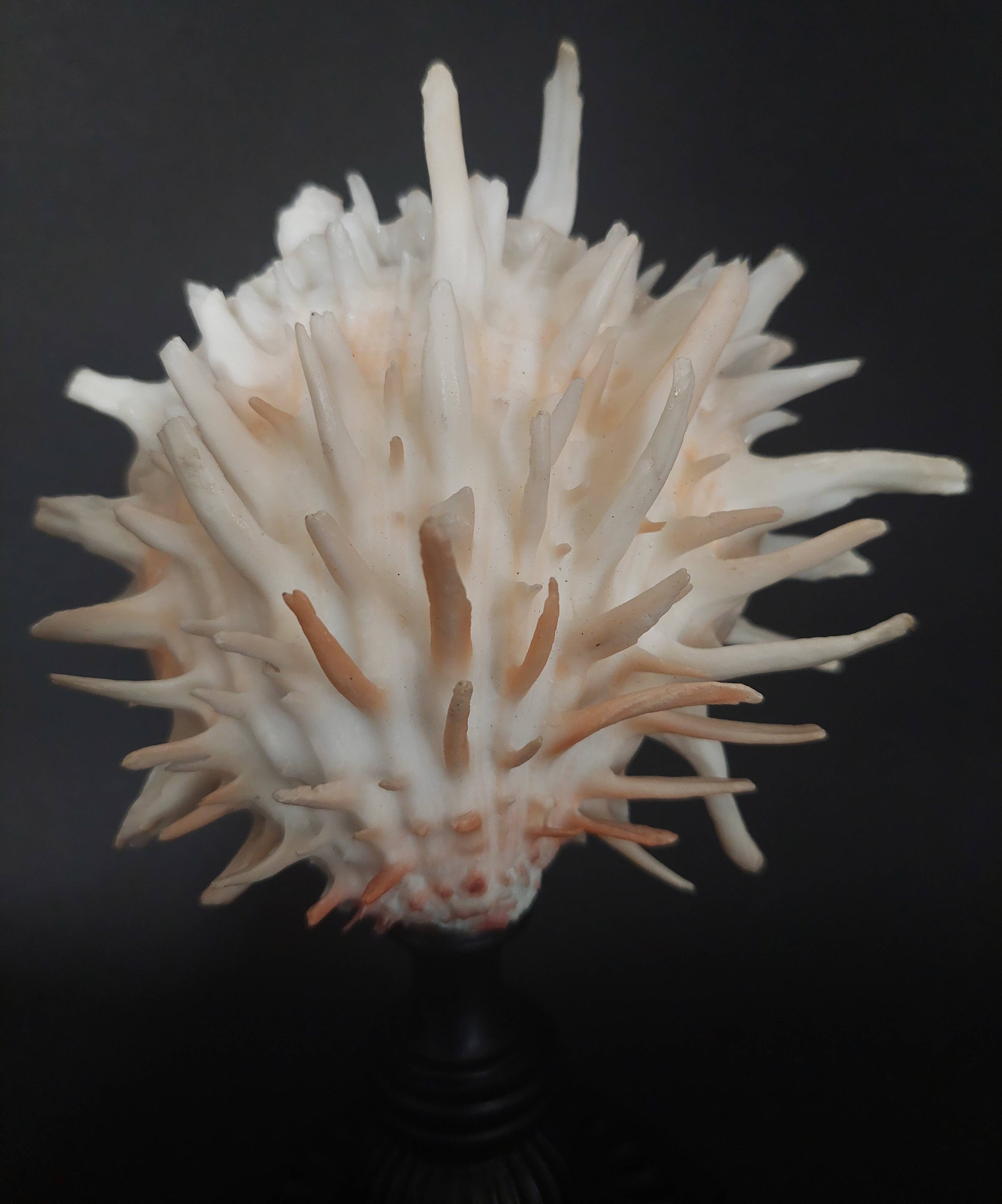 Cabinet of Curiosities Spondylus americanus shell on base