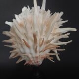 Cabinet of Curiosities Spondylus americanus shell on base