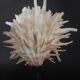 Cabinet of Curiosities Spondylus americanus shell on base