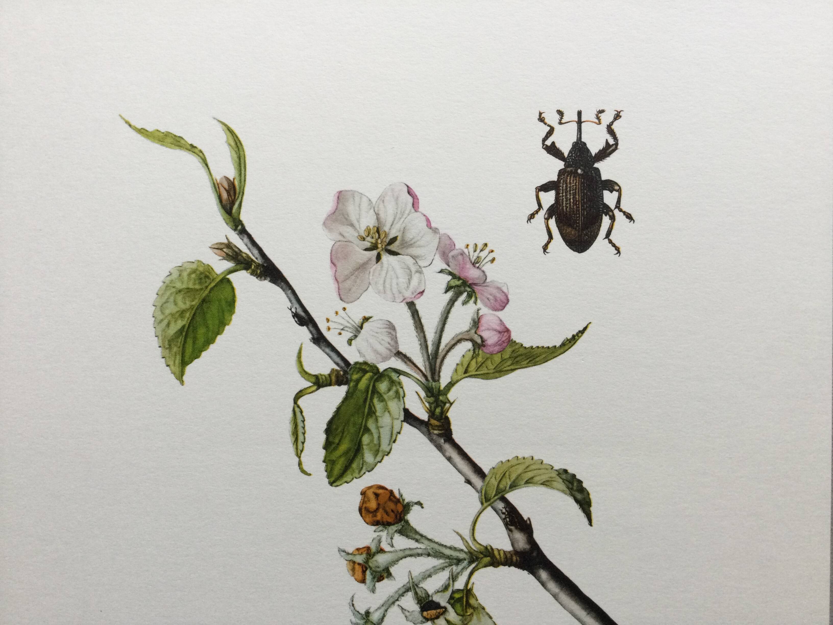 Old illustration "insects", 1960s.