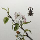 Illustration ancienne "insectes", années 60.