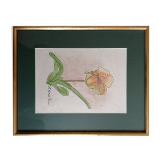 Botanical painting Sabot of Venus