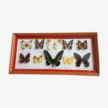 Framing Ten Butterflies- including rare Trogonoptera Brookiana