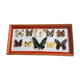 Framing Ten Butterflies- including rare Trogonoptera Brookiana