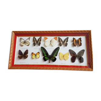 Framing Ten Butterflies- including rare Trogonoptera Brookiana