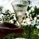 Verres style Gallée