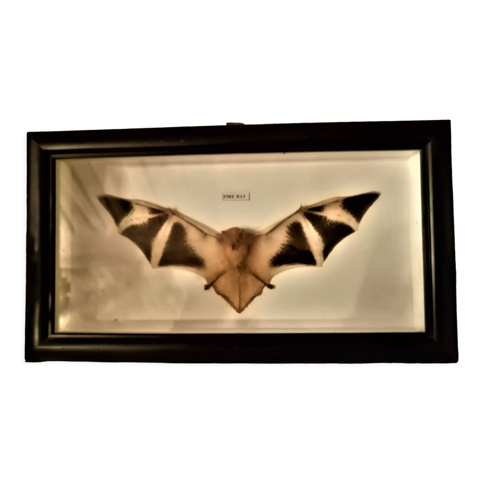 Curiosity, taxidermy, entomology, stuffed bat