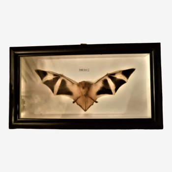 Curiosité, taxidermie, entomologie, chauve souris naturalisée