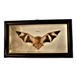 Curiosity, taxidermy, entomology, stuffed bat