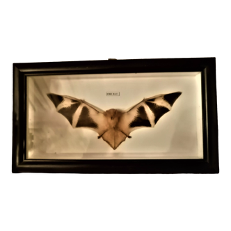 Curiosité, taxidermie, entomologie, chauve souris naturalisée