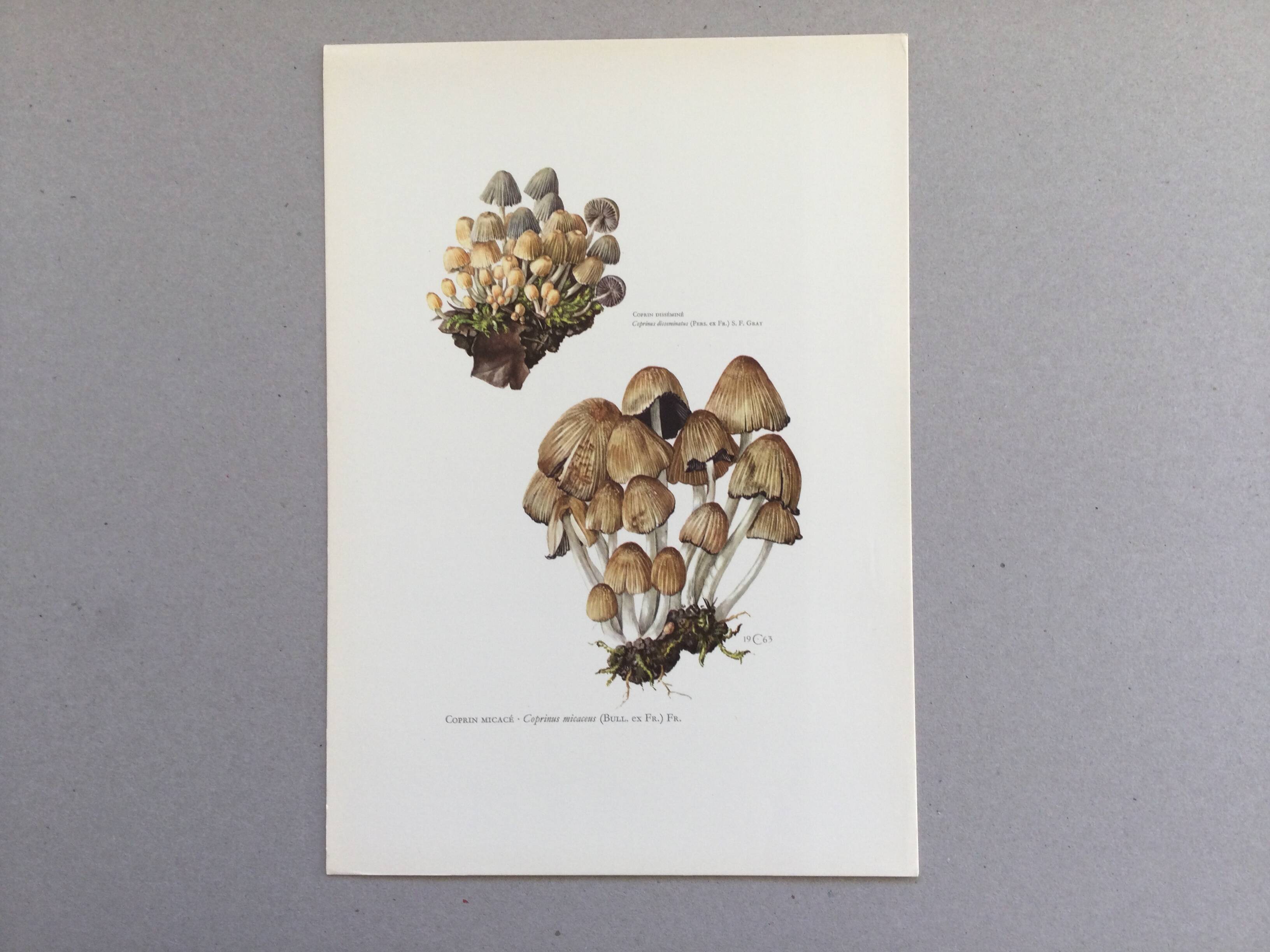 Botanical Illustration Mushrooms Coprinus Micaceus Vintage Print from the 60s