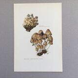 Botanical Illustration Mushrooms Coprinus Micaceus Vintage Print from the 60s