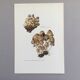 Illustration botanique Champignons  Coprin micacé Impression Vintage des années 60