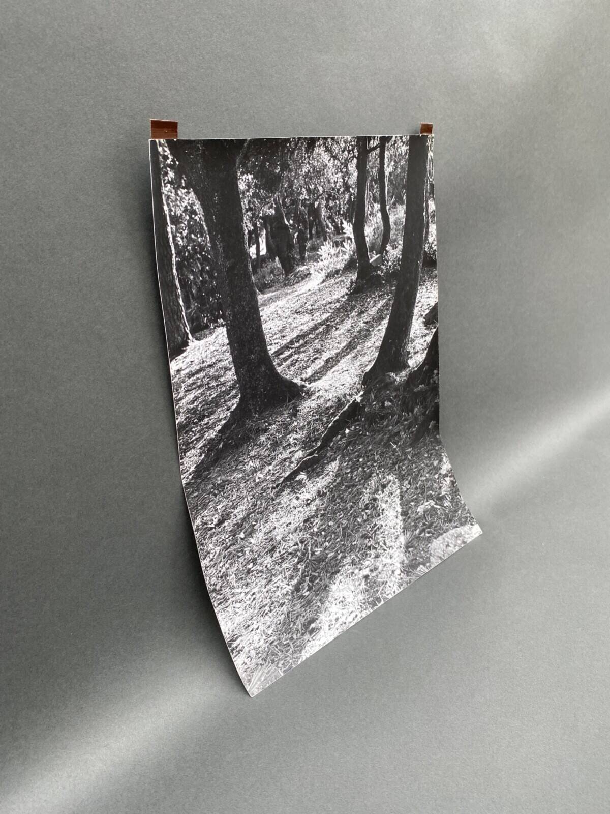 Silver gelatin photograph by Bernard Darot, Light in the Undergrowth, 20th century