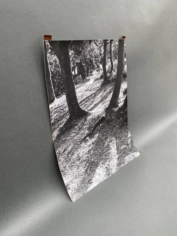 Photographie argentique Bernard Darot Lumière en sous-bois XXe