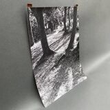 Silver gelatin photograph by Bernard Darot, Light in the Undergrowth, 20th century