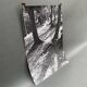 Silver gelatin photograph by Bernard Darot, Light in the Undergrowth, 20th century