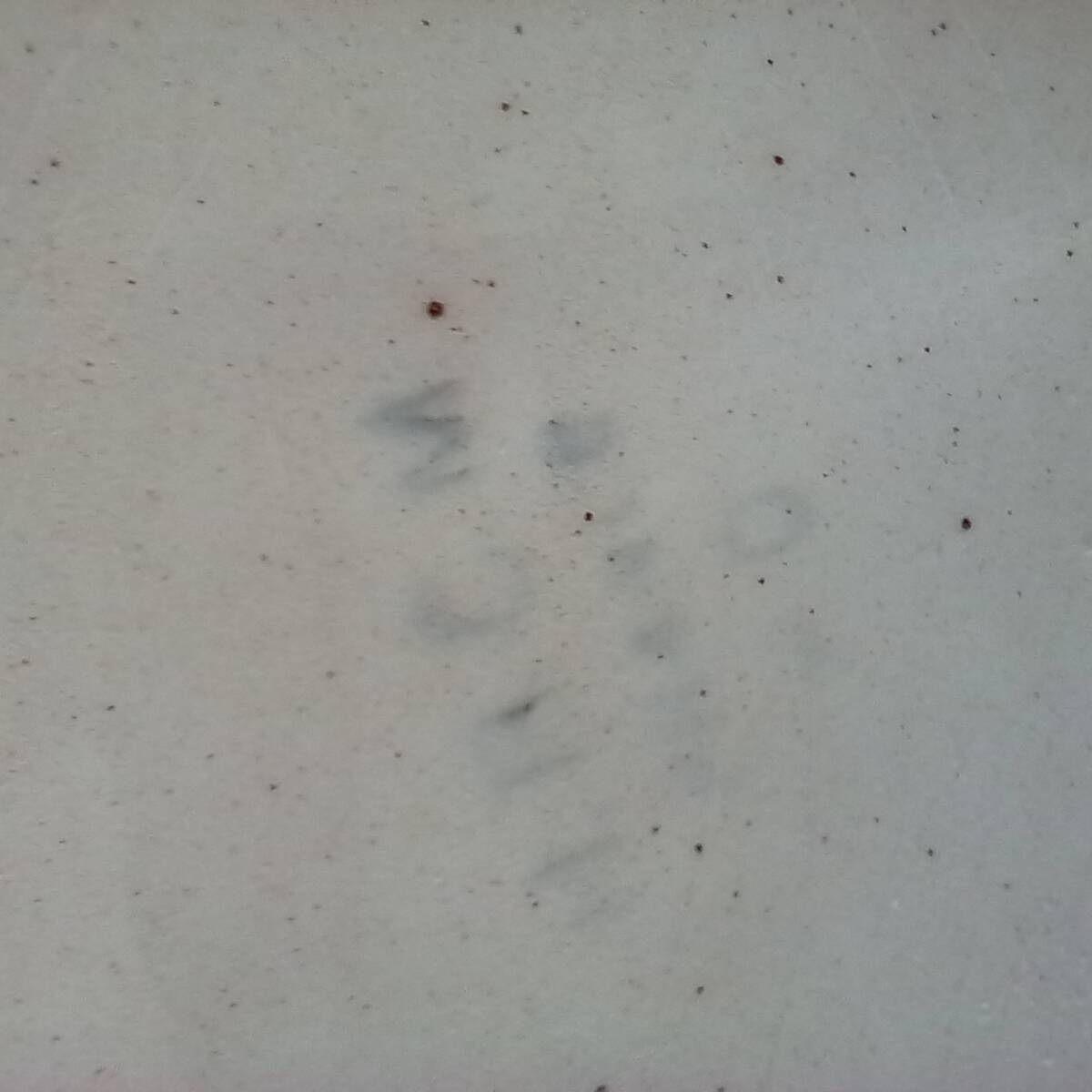 Oval serving dish Creil et Montereau (HBCM)