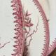 Assiette FF Pexonne Terre de Fer décor rose oiseaux XIX