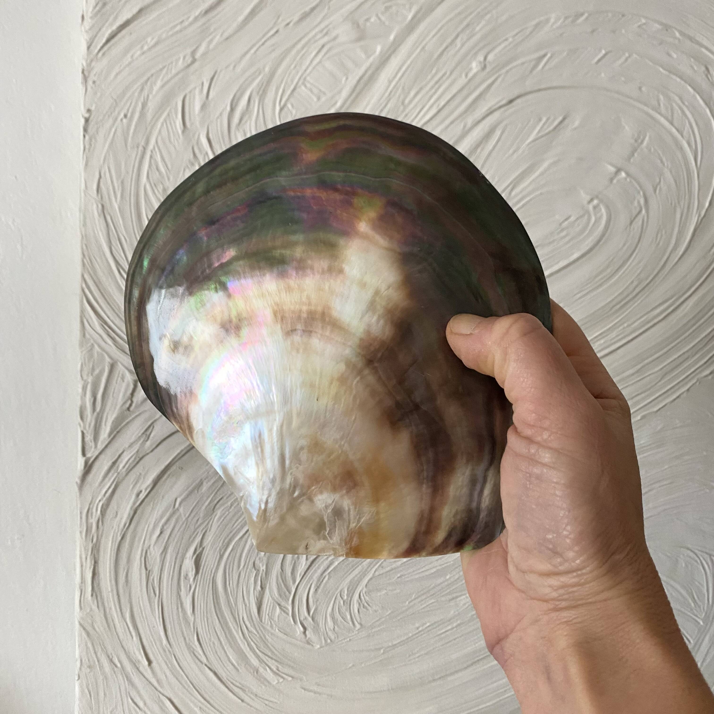 Coquillage huître perlière