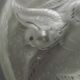 Signed Muller Frères Lunéville Art Deco Ceiling Light Flying Bird Detail