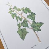 Botanical board -Ivy- Illustration of medicinal plants