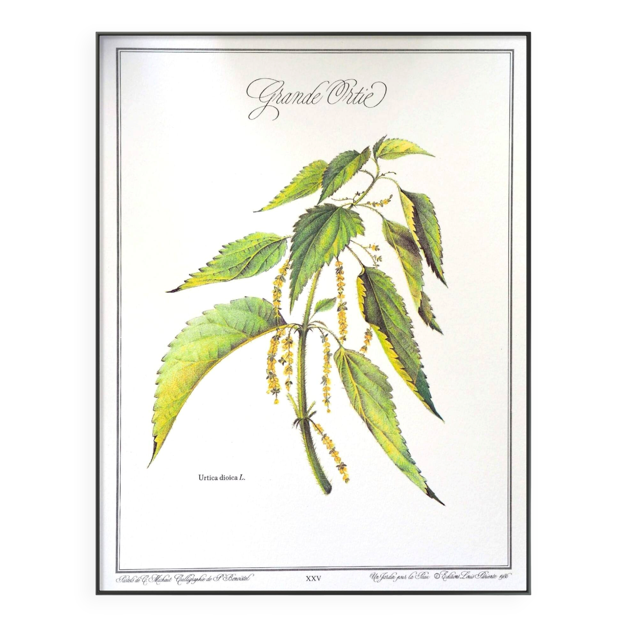 La Grande Ortie, illustration imprimée en 1986. Botanique Vintage.