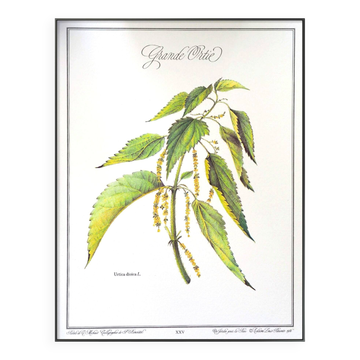 The Great Nettle, printed illustration from 1986. Vintage Botany.