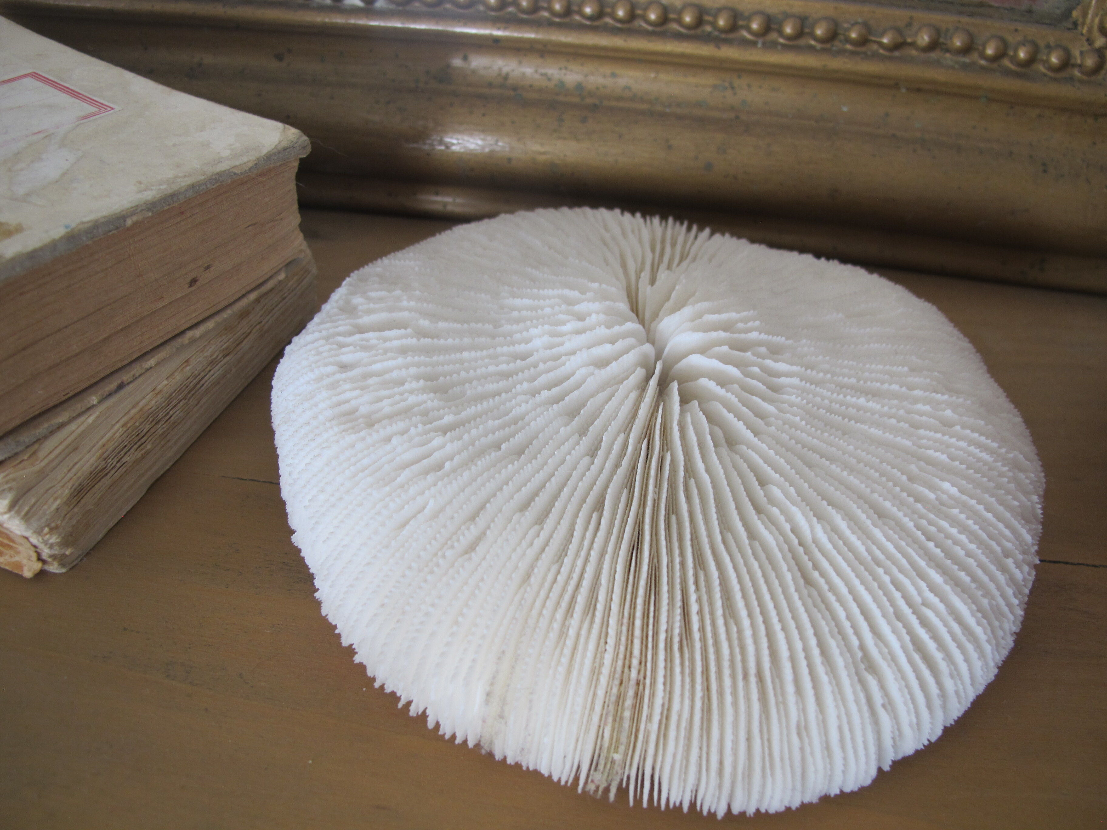 Corail fungia blanc