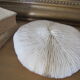 Corail fungia blanc