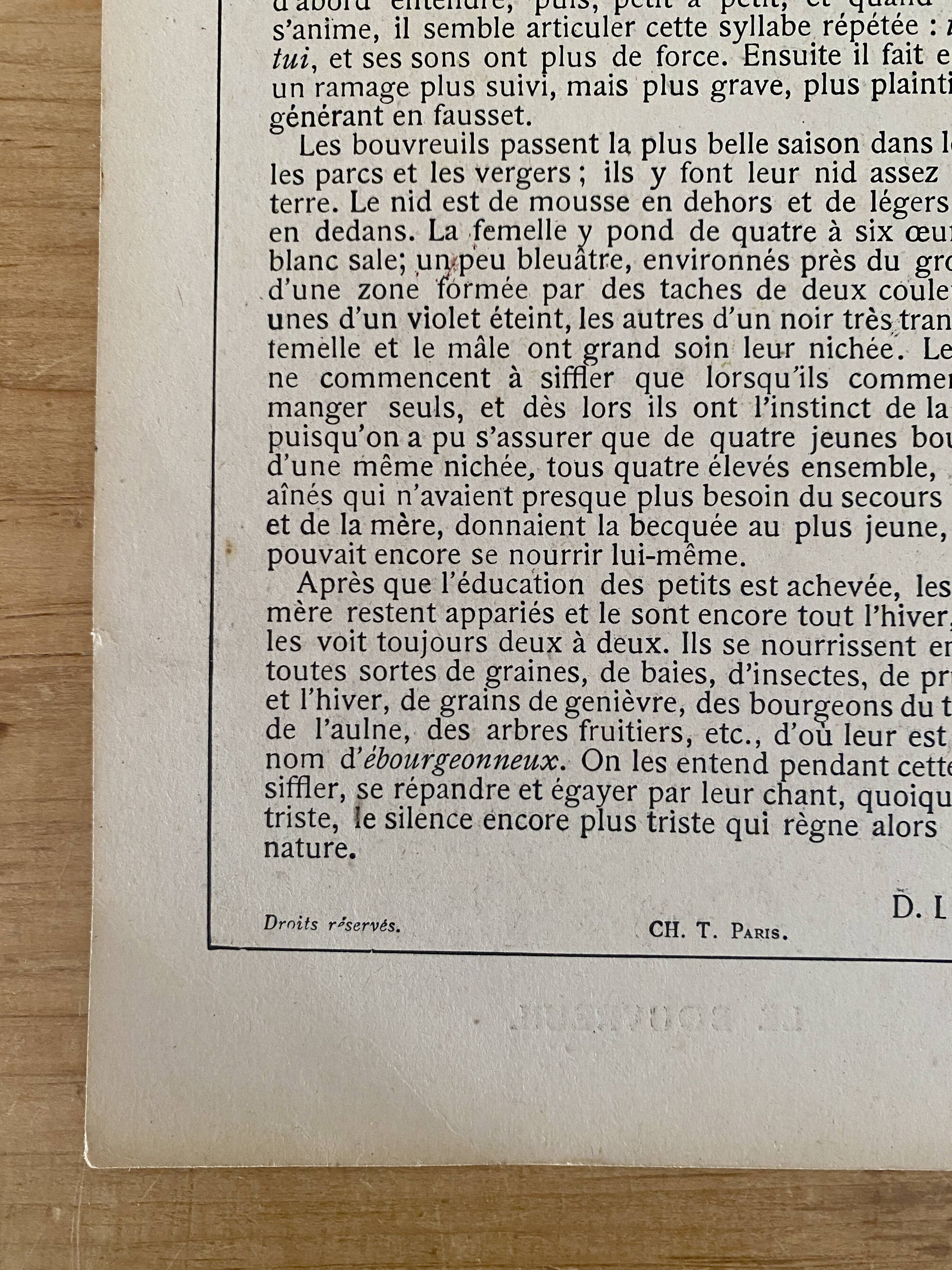 Ancienne gravure d'oiseau - Giacomelli et Huyot - LE TRAQUET -