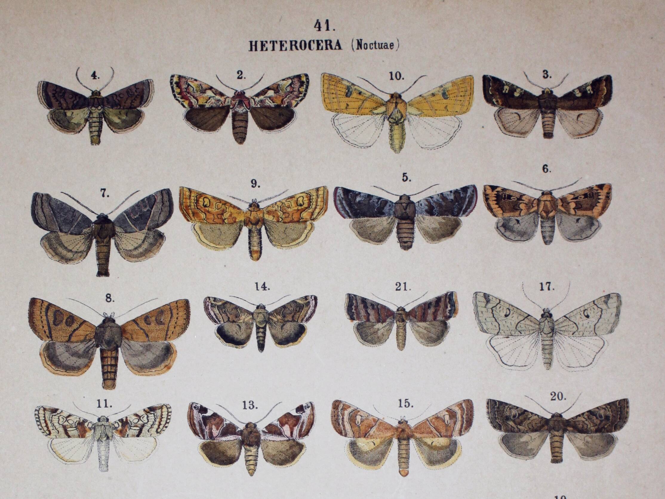 Antique print of Butterflies - Lithograph from 1887 - Munda - Illustration