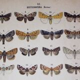 Antique print of Butterflies - Lithograph from 1887 - Munda - Illustration