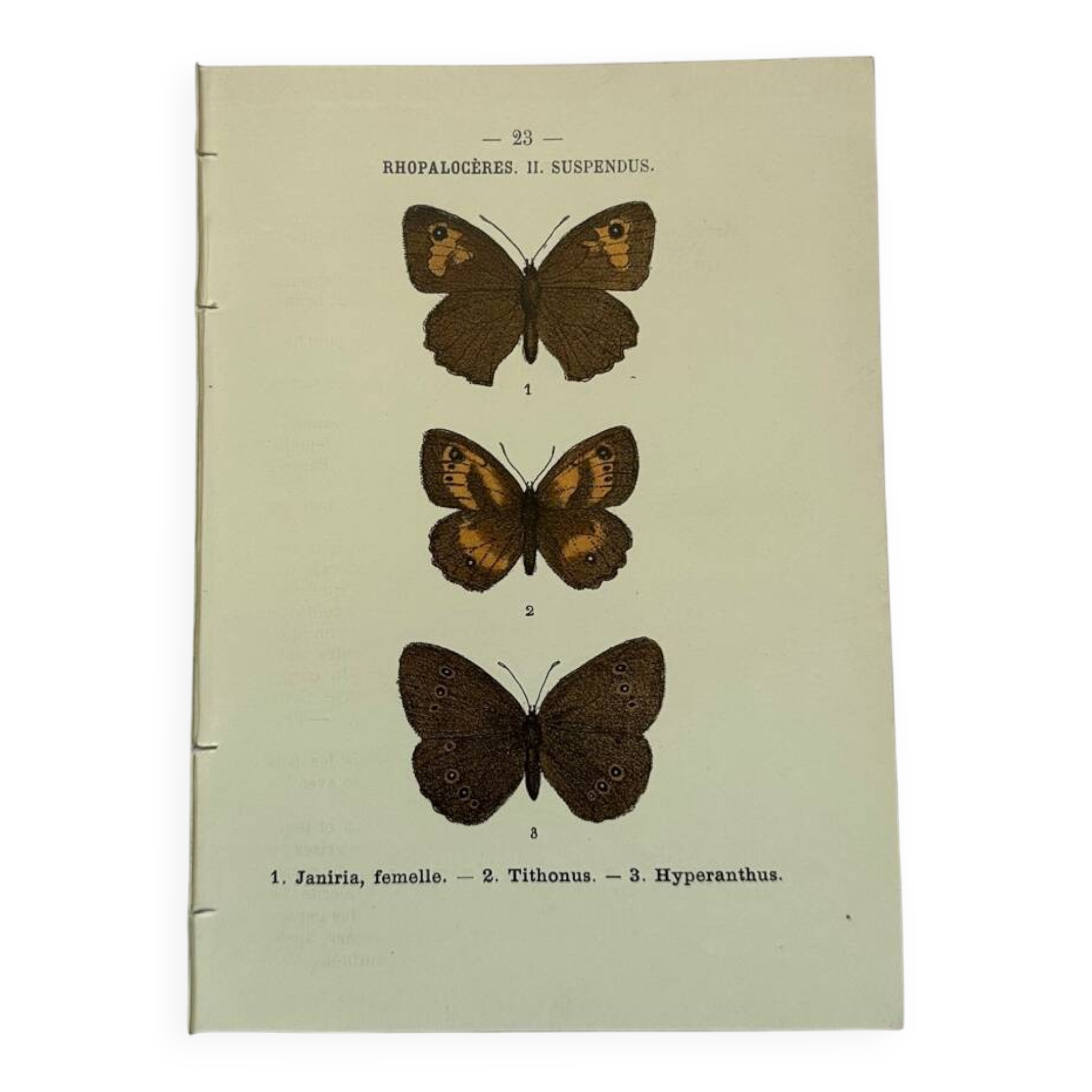 Botanical engraving butterflies double-sided naturalist plate Etching