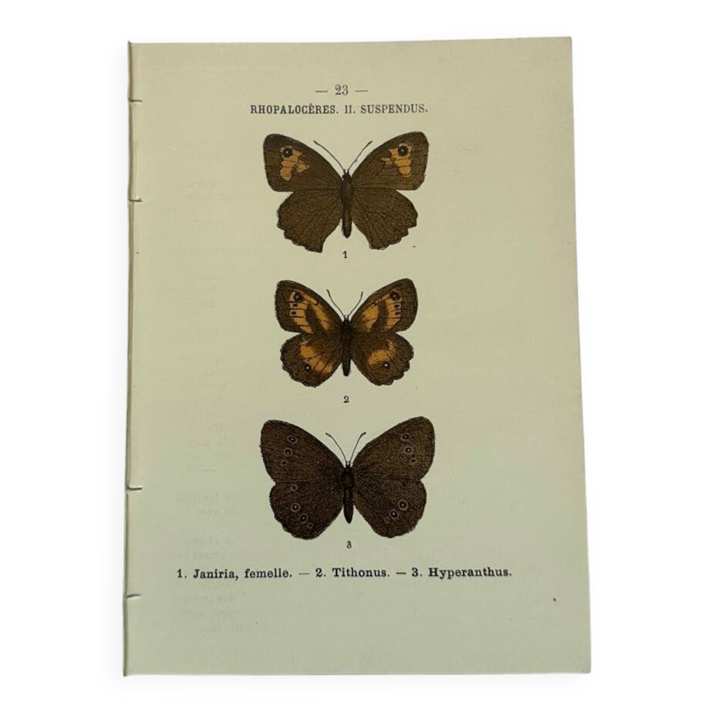 quot;Canivet" sur feuille d'érable. Epoque Louis Philippe