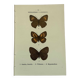 Botanical engraving butterflies double-sided naturalist plate Etching