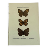 Gravure botanique papillons double face planche naturaliste Eau forte
